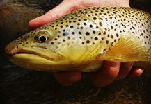 Tyler Hackett 's Fly-fishing Catch of a Brown trout – Fly dreamers 