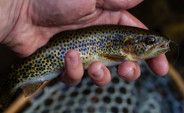 Coastal cutthroat caught in a small trib. creek to a WA lake. No saltwater for this trout. 