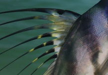 Fotografía de Pesca con Mosca de Roosterfish por Ben Meadows – Fly dreamers 