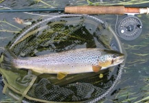 Daniel Windmill 's Fly-fishing Image of a Brown trout – Fly dreamers 