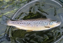 Daniel Windmill 's Fly-fishing Pic of a Brown trout – Fly dreamers 