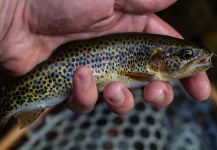 Greg Pucilowski 's Fly-fishing Image of a Cutthroat – Fly dreamers 