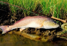 Michael Leishman 's Fly-fishing Picture of a Redfish – Fly dreamers 
