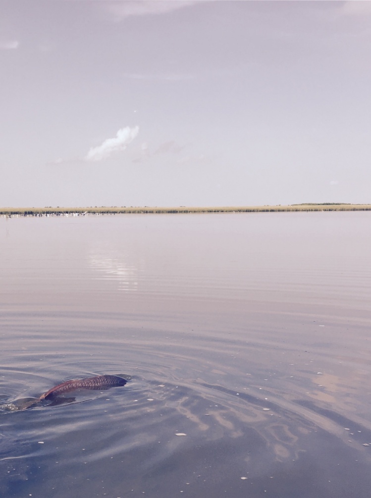 This is just about where I had hooked him! Redfish can feed in very shallow water and you will sometimes see large schools of them together like this!