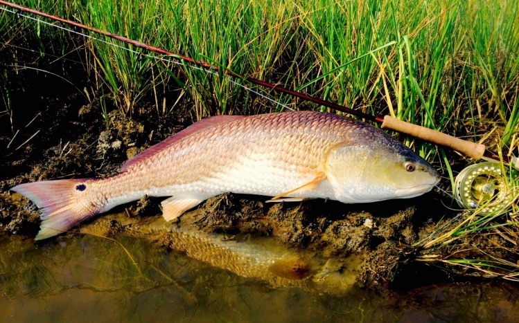 Beautiful Bull Redfish caught in a skinny back-pond off the southern coastal islands of Louisiana.