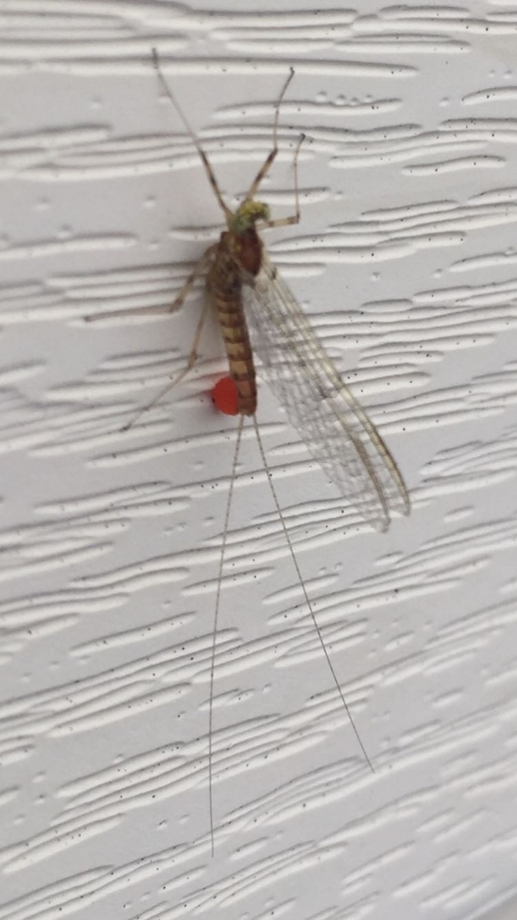 Mayfly with egg sack on my house this morning