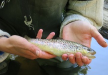 Fly-fishing Pic of Rainbow trout shared by Mikhail  Rodnover – Fly dreamers 