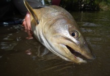Robby Gaworski 's Fly-fishing Catch of a Bull trout – Fly dreamers 