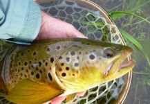 Scott Marr 's Fly-fishing Photo of a Marrones – Fly dreamers 