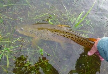 Scott Marr 's Fly-fishing Picture of a Brown trout – Fly dreamers 