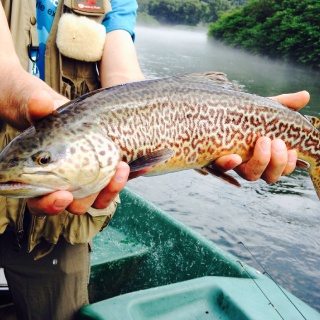 When the dam spills, the big trout get active. 20" Tiger trout, on the West Branch of the Delaware River. 