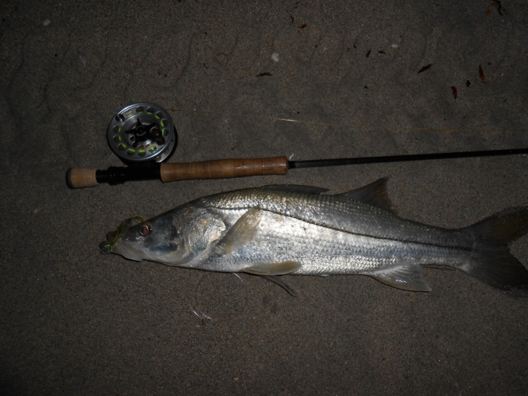 25" bulldogger...547am...Solar has become my beach rod....missed high 30's inch fish this morn...pulled hook...time to sharpen some hooks!
