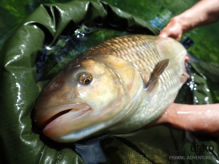 Well ... This is some chub! Close-up