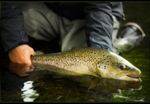 Alexander Lexén 's Fly-fishing Photo of a Brown trout – Fly dreamers 
