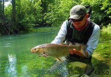 Great Fly-fishing Situation of Chub - Picture shared by Uros Kristan – Fly dreamers