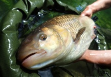 Uros Kristan 's Fly-fishing Image of a European chub – Fly dreamers 