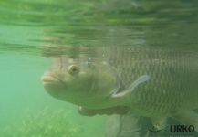 Uros Kristan 's Fly-fishing Pic of a Chub – Fly dreamers 