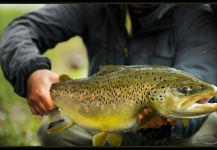 Fly-fishing Pic of Brown trout shared by Alexander Lexén – Fly dreamers 