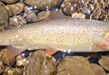 Mark Greer 's Fly-fishing Photo of a Rio grande cutthroat – Fly dreamers 