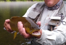 East Branch Delaware River brown that ate my ISO emerger
