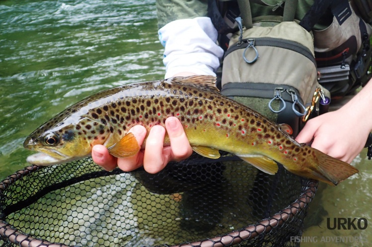 Unforgettable colors on this fish