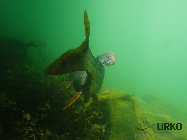 Underwater dance