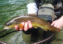 Fly-fishing Image of Marrones shared by Uros Kristan – Fly dreamers