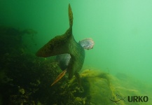 Fly-fishing Picture of Thymallus thymallus shared by Uros Kristan – Fly dreamers