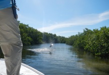 Good Fly-fishing Situation of Tarpon - Image shared by David Cowes – Fly dreamers
