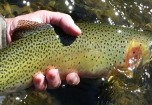 Chris Andersen 's Fly-fishing Photo of a Cutthroat – Fly dreamers 