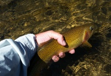 Chris Andersen 's Fly-fishing Pic of a Cutthroat – Fly dreamers 