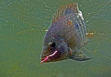 Sam Godfrey 's Fly-fishing Pic of a Rio Grande Cichlid - Texas Cichlid – Fly dreamers 