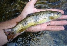 Fly-fishing Image of Brown trout shared by Benjamin Domenech – Fly dreamers