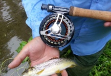 Scott Feltrinelli 's Fly-fishing Photo of a Brown trout – Fly dreamers 