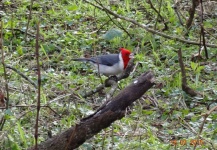 Aves de la Quebrada del Condorito, Monte Caseros e Ibicuy.