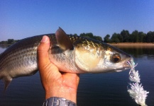 Ramiro Garcia Malbran 's Fly-fishing Picture of a Mullet – Fly dreamers 