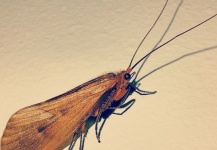  Mira esta imagen de Entomología y Pesca con Mosca de Alejandro Mora – Fly dreamers