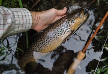 Fly-fishing Image of Brown trout shared by Michael Csmereka – Fly dreamers