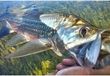 Fly-fishing Pic of Tarpon shared by Thomas & Thomas Fine Fly Rods – Fly dreamers 