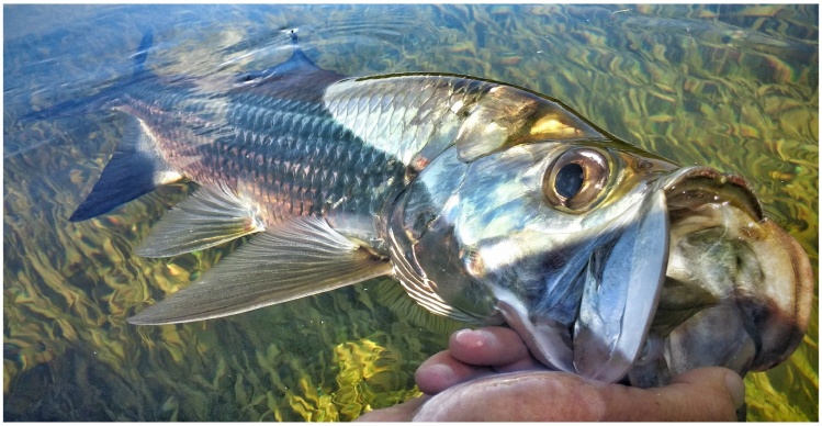 A chrome beauty comes to hand in the Keys. Summer is the perfect time to catch these little guys as they feed on shrimp in the turtle grass.