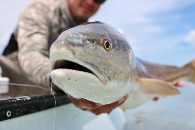 Gus on that revive &amp; release of his 31" redfish on 6wt, caught in the Florida Keys. 