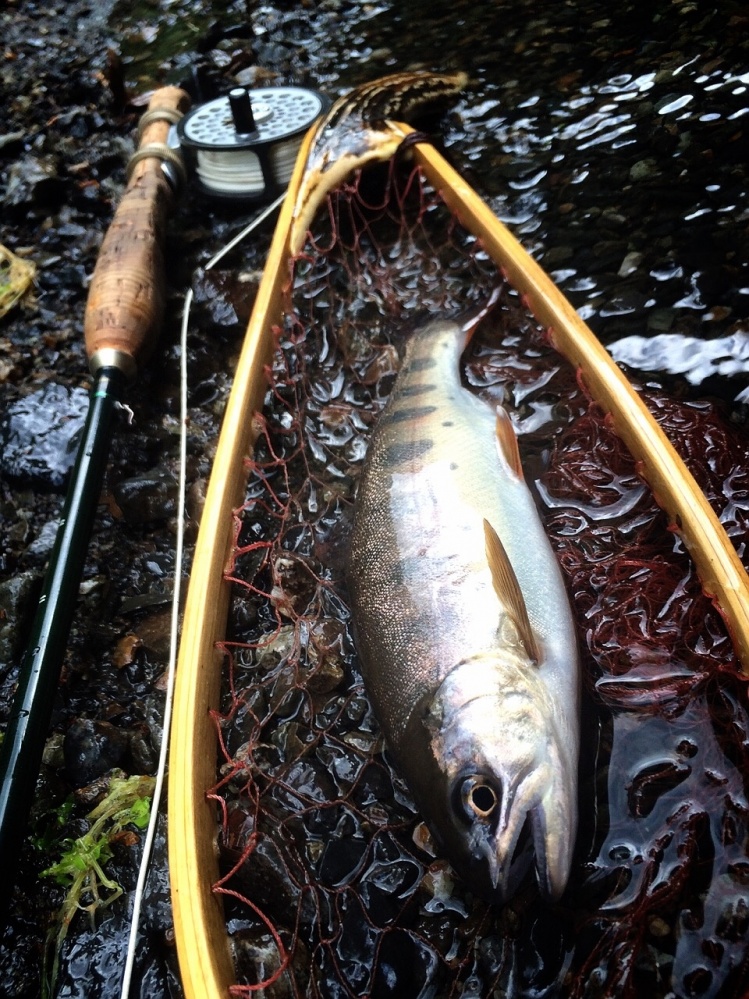 Client Yamame.
River Kanna,Gunma prefecture,Japan.
<a href="http://www.caenisflyfish.com">http://www.caenisflyfish.com</a>