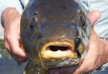 D.R. Brown 's Impressive Fly-fishing Photo – Fly dreamers 