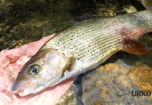 Uros Kristan 's Fly-fishing Photo of a Grayling – Fly dreamers 