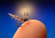 Fly for Rainbow trout - Pic by Carlos Estrada – Fly dreamers 