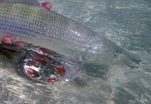 Fabian Anastasio 's Fly-fishing Photo of a Bonefish – Fly dreamers 