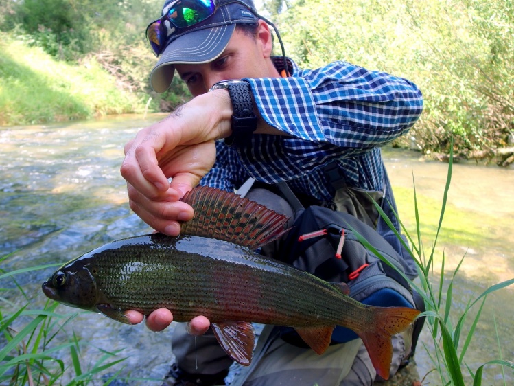 Summer in Vrhnika: Split cane, dry fly and gorgeous graylings :)