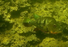 Fly-fishing Image of Peacock Bass shared by Hai Truong – Fly dreamers