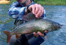 Fly-fishing Pic of Grayling shared by Jure Ušeničnik Schifferstein – Fly dreamers 