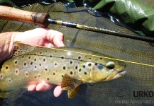 Uros Kristan 's Fly-fishing Catch of a Brown trout – Fly dreamers 